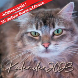 KatzenTRaum Kalender 2023