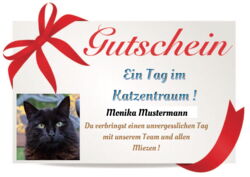 Geschenkgutschein „Ein Tag im KatzenTRaum“ !